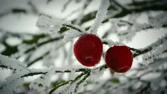 How to Prepare Fruit Trees for Winter: 10 Important Tips from a Gardener