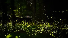 Fireflies’ Behavior May Reveal a Way Extraterrestrial Civilizations Communicate
