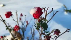 Roses in Winter: When Should You Start Pruning and Covering Your Rose Bushes?