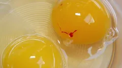Can You Eat Eggs with a Red Spot on the Yolk? The Answer May Surprise You