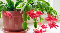 How to Fix Drooping Leaves on Your Christmas Cactus Before They Get Worse