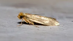 Clothes and Pantry Moths: Simple Steps to Get Rid of Them for Good