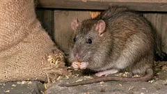 Rats Will Flee for Good: These Kitchen Ingredients Will Rid Your Home of Rodents