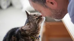Does Your Cat Touch Its Nose to Yours? Zoologists Reveal What This Gesture Really Means