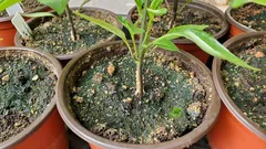 Problems with Houseplants: Florist Explains How to Prevent Mold and Excess Moisture in Pots