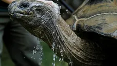 Can turtles fully retract their heads into their shells, and what do they need them for?