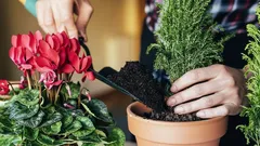 Which Plants Grow Well in Windowless Rooms: Gardeners Name 9 Types