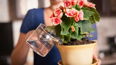 Proper Watering for Houseplants: Experts Share the Most Important Tips