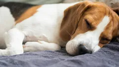 Which Dogs Sleep and Doze the Most: A Dog Trainer Names 5 Breeds