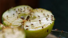 How to Get Rid of Fruit Flies in the Kitchen: A Simple Tip That Solves the Problem