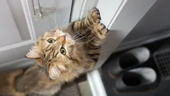 Meowing at the Door Isn’t a Tantrum: What Your Cat Is Really Trying to Say