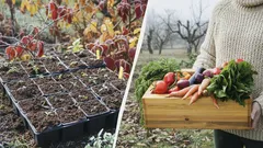 Sow the Seeds of These 3 Vegetables by the End of December: Now Is the Perfect Time