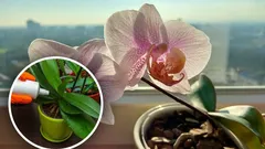 One Tablespoon and Orchids Bloom All Year: A Simple Homemade Fertilizer Method