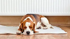 Why You Shouldn’t Let Your Dog Lie Next to a Radiator: Experts Warn Owners