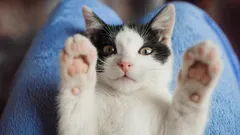 Cat Keeps Reaching Her Paws to Your Face? Here’s What She’s Really Trying to Tell You