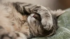 Cat Sleeps With Its Paw on Its Face? It’s Not Just a Habit, but a Very Important Signal