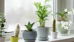 Why You Should Water Your Houseplants Less in Winter — A Gardener’s Answer