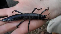 This insect was thought to be extinct for more than 70 years: the story of an impressive comeback