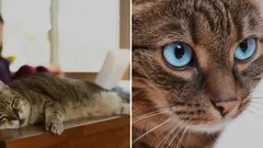 How to Easily Stop Your Cat from Getting on the Table: A Vet Shares a Simple Method