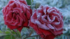 How to Protect Your Roses This Winter Before It’s Too Late — Gardeners’ Tips