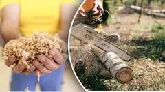 Can Ruin Your Soil: Which Wood Shavings Should You Never Use as Mulch?