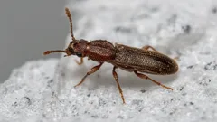 Why Bugs Get Into Flour and How to Get Rid of Them: A Simple Expert Method