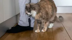 Your Cat Doesn’t Rub Against Your Legs for No Reason: What Does This Signal Mean?