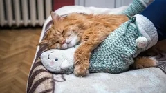 When a Cat Sleeps at Your Feet, It’s Not Random: Zoologists Explain What It Means
