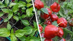 Start These Seedlings Right Now: Why You Need to Plant Them Before the End of January