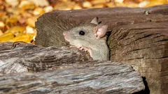 Mice won’t come back: Two drops of this natural remedy make an army of rodents flee
