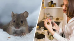 How to Repel Rats and Mice for Good: What You Need to Put in Your Garden This Winter