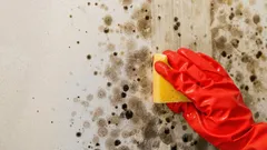 Mold Will Be Gone Forever: The Best At-Home Method Cleaners Don’t Talk About