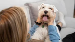 Your dog is waiting for you to say this: 8 words that turn your pet into a ball of joy