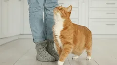 Why Cats Dart Under Your Feet: Experts Offer a Scientific Explanation