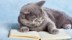 How to Tell if Your Cat Is Smart: Veterinarians Share 3 Simple Ways