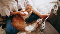 Why Your Cat Is Drawn to You: Zoologists Reveal the Secrets of Feline Attachment