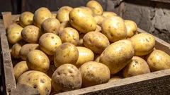 Keep Potatoes Fresh Until Spring Without Rot or Sprouting: 7 Essential Storage Rules