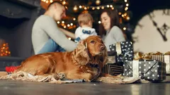 What to Do if Your Dog Is Afraid of New Year’s Fireworks: 5 Tips from a Dog Trainer