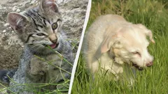 Why Cats and Dogs Eat Grass: Scientists Offer a Surprising Explanation