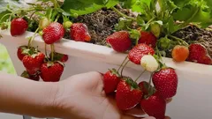 Fresh Strawberries Without a Garden, Even in Winter: Secrets to Growing Them in Your Apartment